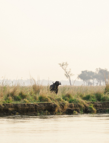 Sausage Tree Camp: Büffel