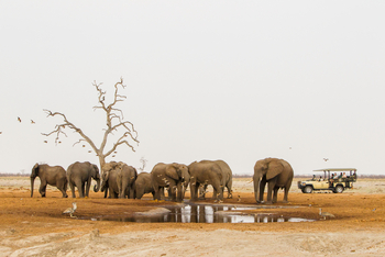 Savute Safari Lodge: Game Drive - Elefantenversammlung