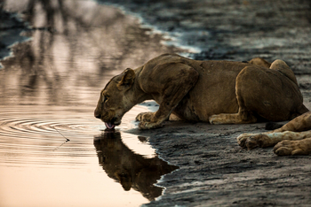 Selinda Explorers Camp Selinda Explorers Camp: Trinkende Löwin