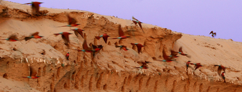 Shenton Safaris: Carmine Bee-Eater Hide