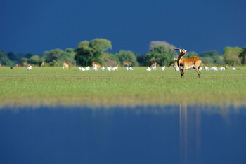 Shoebill Island Camp Shoebill Island Camp: Gewitterstimmung