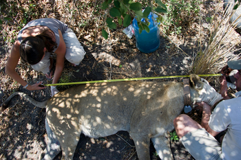 Shumba Camp Shumba Camp: Vermessung