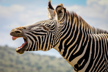 Sirikoi Lodge Sirikoi Lodge: Wieherndes Grevy's Zebra