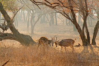 Sujan Sher Bagh: Kämpfende Axishirsche