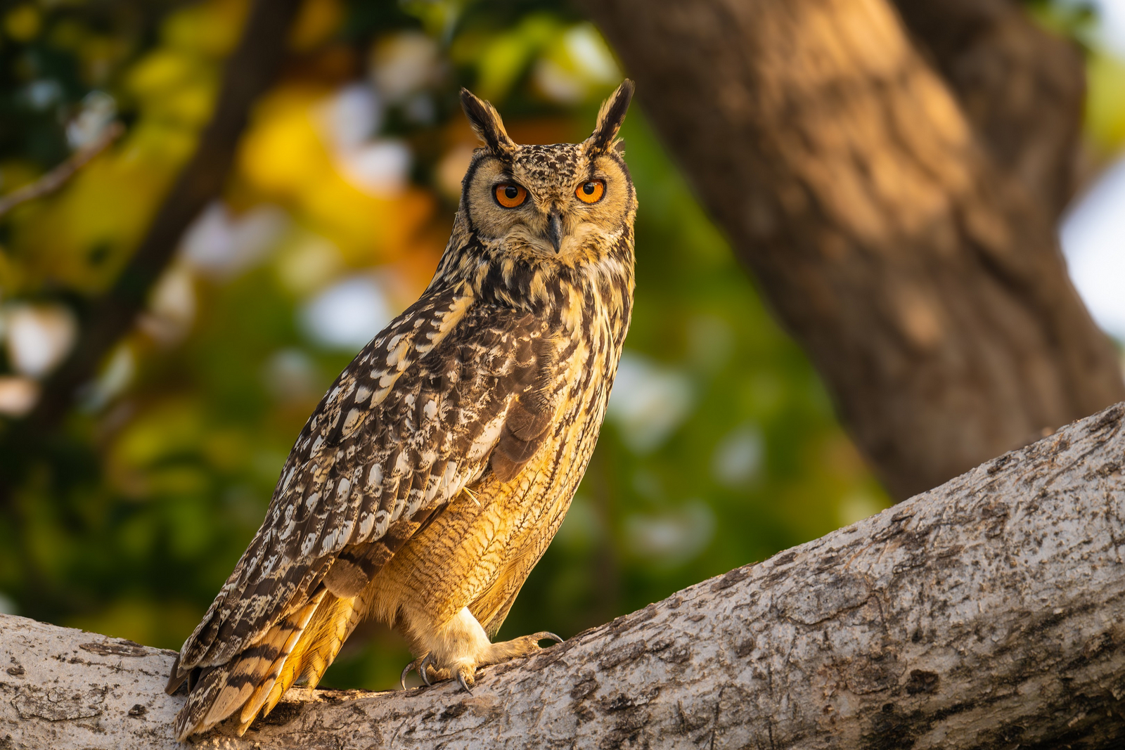 TUTC Sawai Shivir TUTC Sawai Shivir: Indischer Uhu