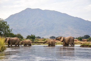 Time + Tide Chongwe Camp: Elefanten im Chongwe