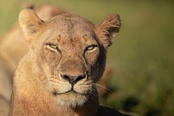Time + Tide South Luangwa: Löwin