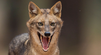 Treehouse Hideaway: Schakal