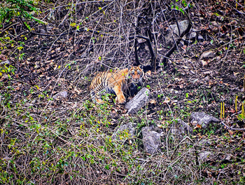 Vanghat: Tigerjunges