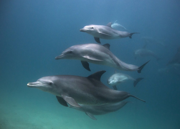 Alfajiri Villas Alfajiri Villas: Delfinengruppe