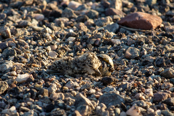 Bumi Hills Safari Lodge: Geschlüpfter Vogel