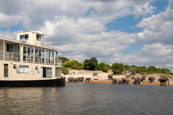 Chobe Princess: Mit Elefanten