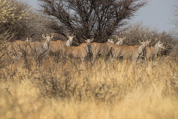 Dinaka Lodge: Elenantiliopen