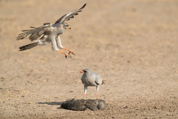 Dinaka Lodge: Pale Chanting Goshawk