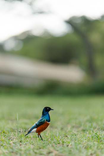 Esirai Camp: Superb Starling