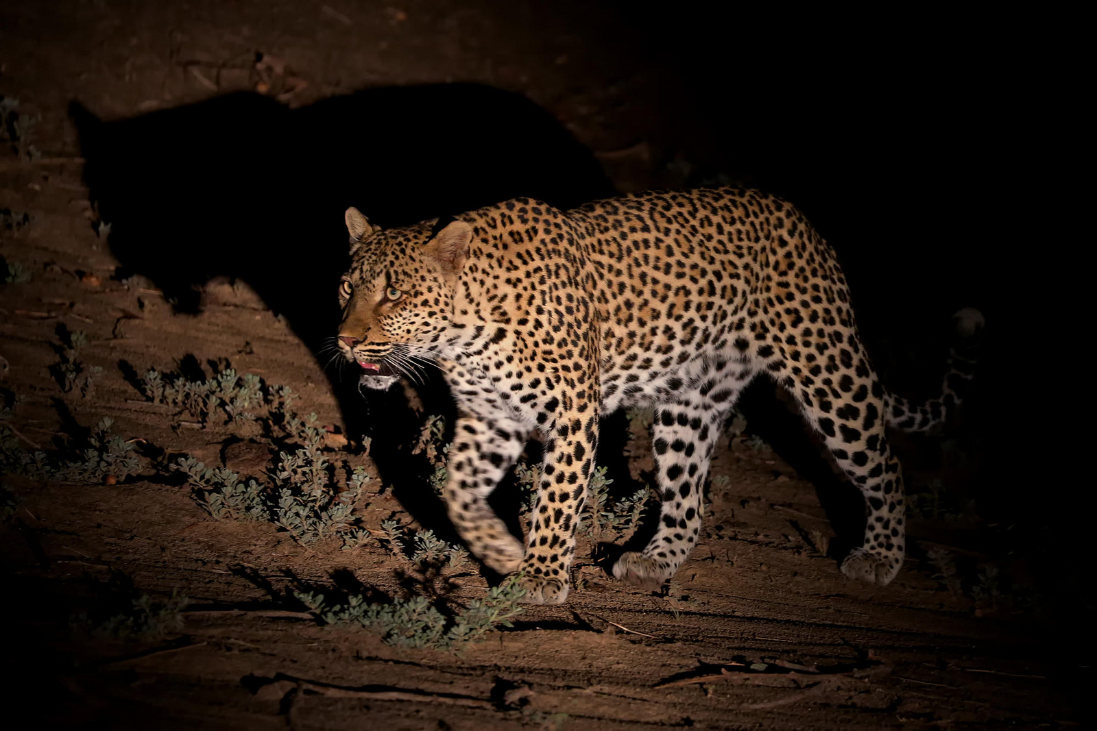 Flatdogs Camp Flatdogs Camp: Leopard im Dunkeln