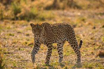 Ghoha Hills Savuti Lodge Ghoha Hills Savuti Lodge: Leopard