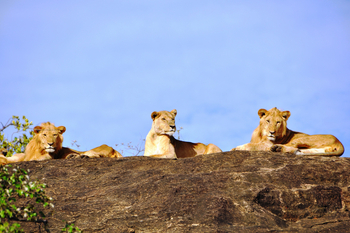 Kidepo National Park: Junge Löwen auf Felsblock