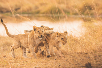 Lagoon Camp Lagoon Camp: Löwenspiel