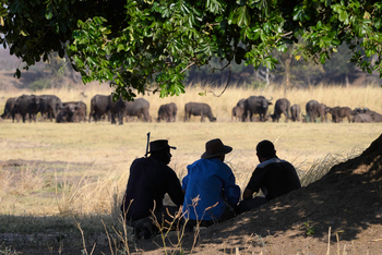 Little Ruckomechi Camp: Wasserbüffelherde