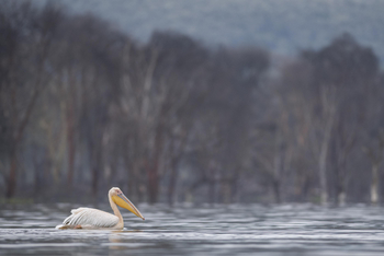 Loldia House: Lake Oloidien