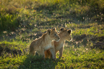 Mara Toto Tree Camp: Löwenbabies