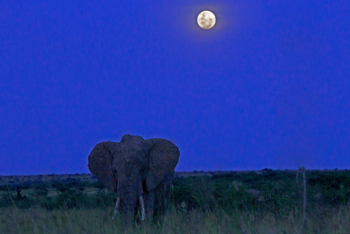 Mara Toto Tree Camp: Vollmond