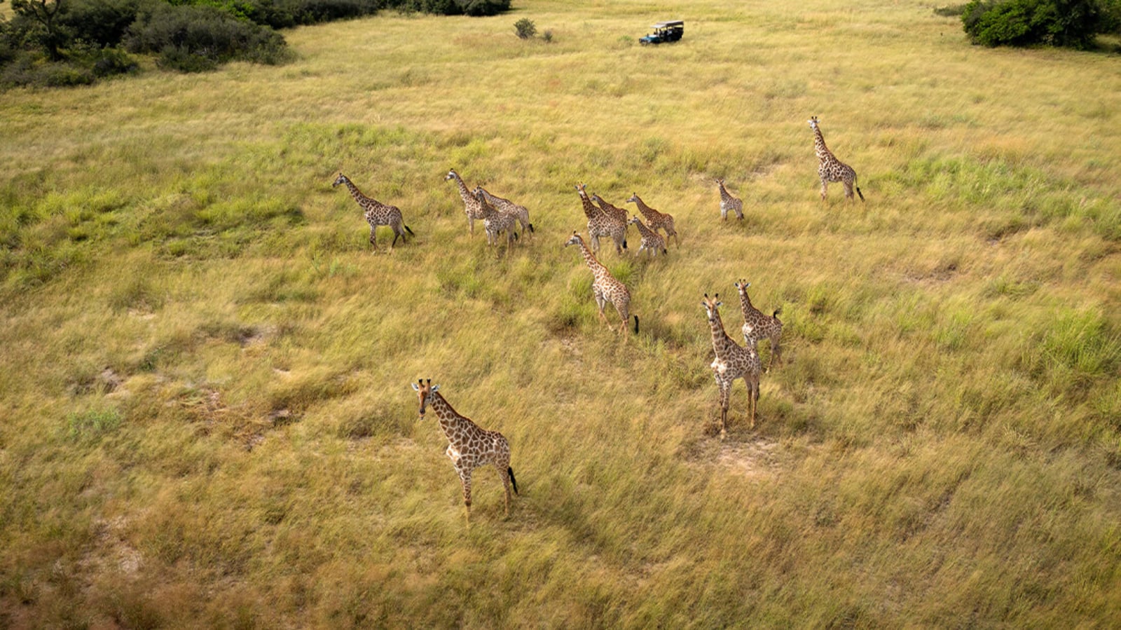 Mbamba Camp Mbamba Camp: Giraffenherde