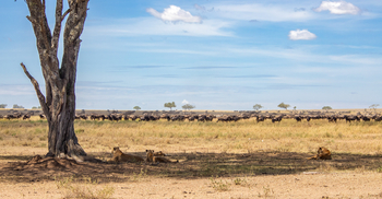 Melia Serengeti Lodge: Löwen