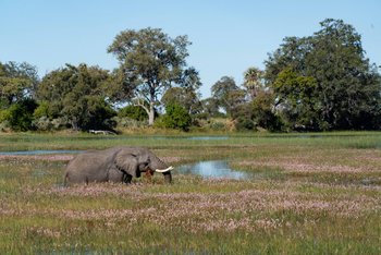 Mokolwane Camp: Elefant in einer Lagune