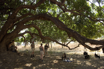 Mupamadzi Walking Safari: Alter Feigenbaum