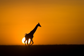 Ol Donyo Lodge: Giraffe vor der SOnne