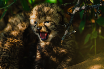 Old Traders Lodge: Gepardenbaby