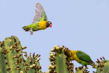 Olkeri Camp: Schwarzköpfchen
