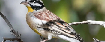 Roy's Restcamp: Barbet