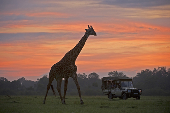 Sanctuary Olonana: Giraffensilhouette