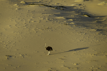 Serra Cafema Serra Cafema: Schatten eines Ostrichs