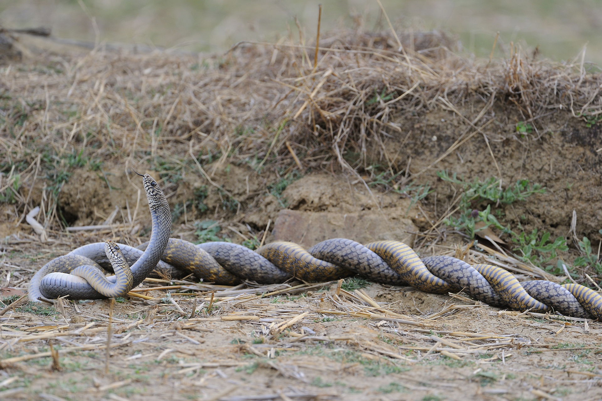 Shergarh Tented Camp: Indische Rat-Snakes bei der Paarung