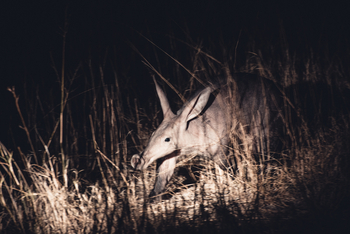 Splash Camp: Erdferkel