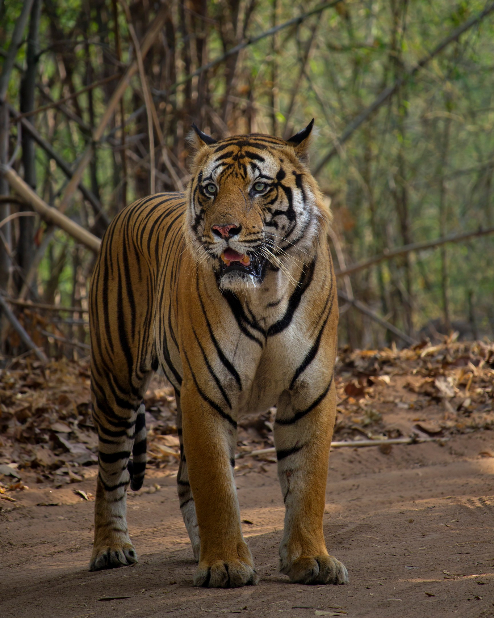 Tathastu Resort Bandhavgarh Tathastu Resort Bandhavgarh: Tiger auf der Piste