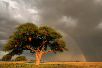 Tau Pan Camp Tau Pan Camp: Akazie und ferner Regen