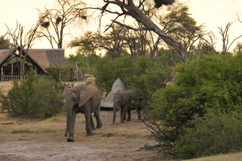 The Hide: Elefanten nähern sich dem Wasserloch