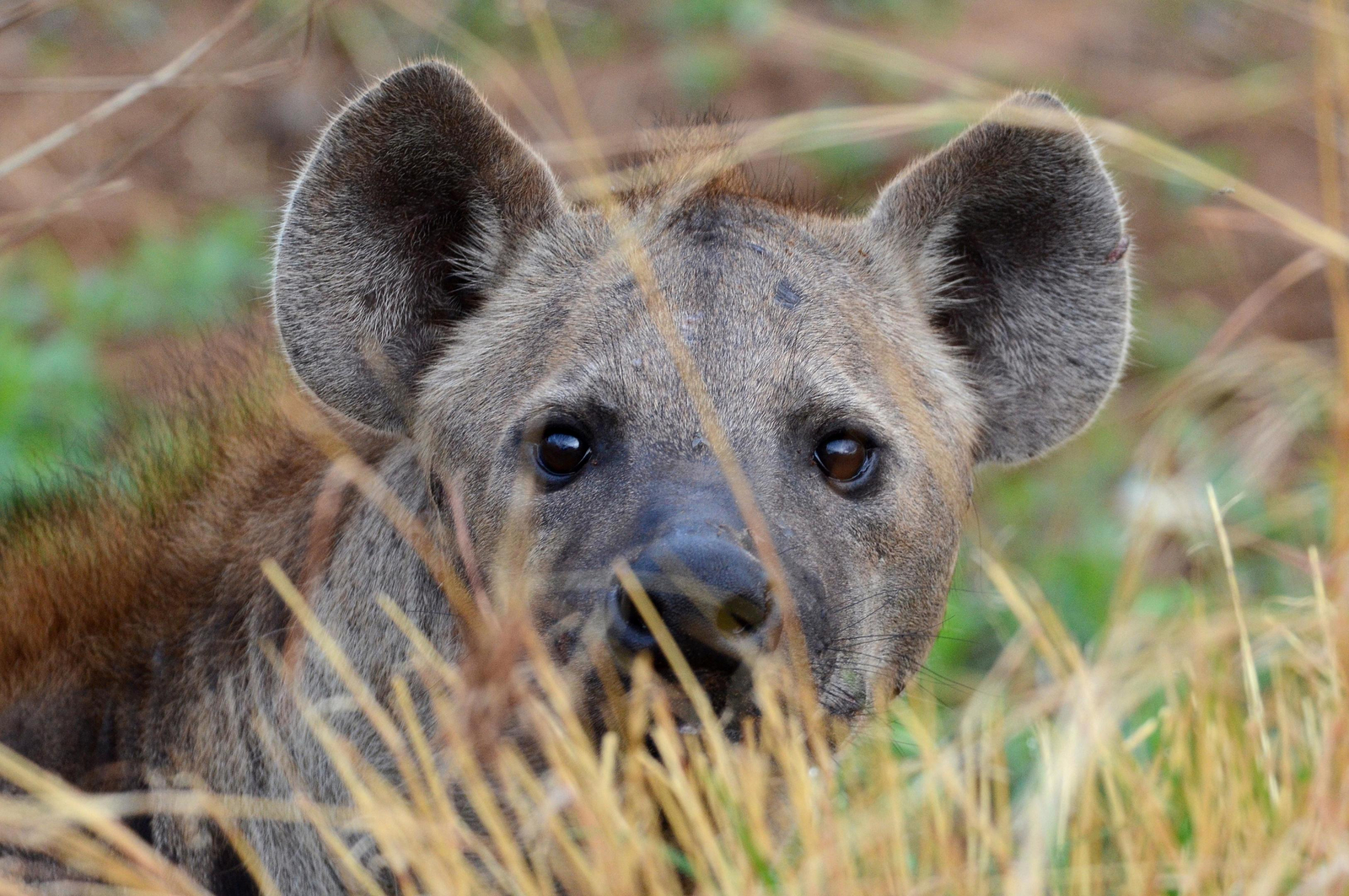 The Old House The Old House: Hyäne