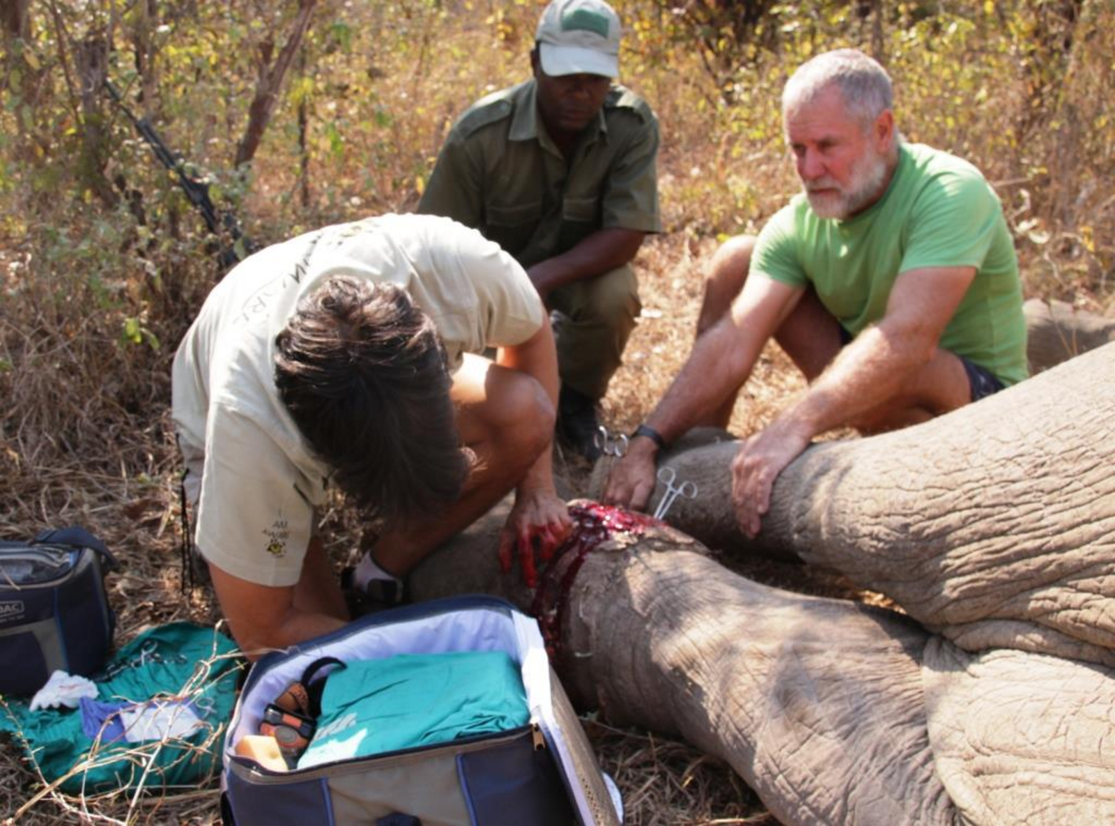 Tierärztliche Versorgung eines Elefanten mit Wildererschlinge Tierärztliche Versorgung eines Elefanten mit Wildererschlinge