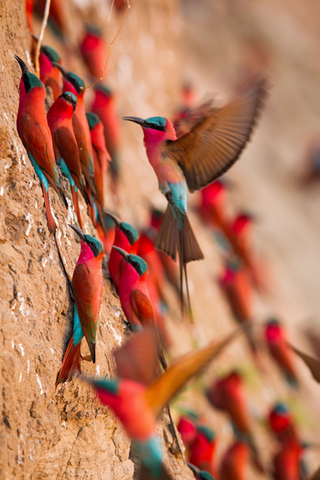 Time + Tide South Luangwa: Karminspinte