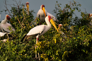 Time + Tide South Luangwa Time + Tide South Luangwa: Nimmersatt