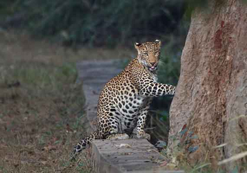 Waghoba Eco Lodge: Leopard