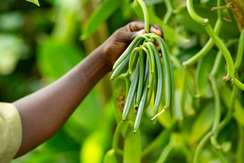 Zuri Zanzibar: Vanille aus dem Gewürzgarten