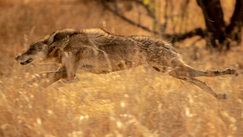 Aramness Aramness: Indischer Wolf