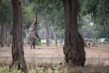 Camp Mana: Elefant mit ausgestrecktem Rüssel